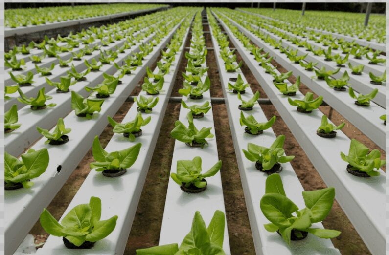 Soilless Farming- Your Complete Guide -2025